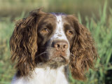 English Springer Spaniel Dog, USA