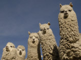 Alpacas, Andes, Ecuador