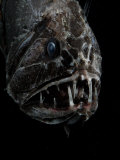 Fangtooth, Bathypelagic Fish (Anoplogaster Cornuta), Deep Sea Atlantic Ocean