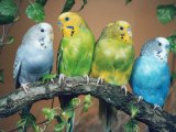 Four Budgerigars (Melopsittacus Undulatus)