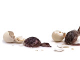 Sequence Showing an Ostrich {Struthio Camelus) Hatching