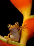 Chachi Tree Frog, Choco Forest, Ecuador