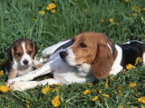 Beagle with Puppies in Grass
