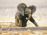 African Elephant Calf on Knees by Water, Kaokoland, Namibia