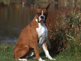 Boxer Dog Sitting, Illinois, USA