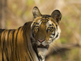 Tiger Portrait, Bandhavgarh National Park, India