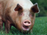 Domestic Pig, Europe