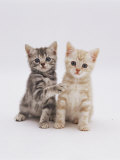 Domestic Cat (Felis Catus) 8-Week-Old Kittens