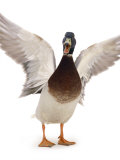 Male Mallard Flapping Wings and Calling (Anas Platyrhynchos), UK
