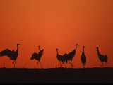 Common Crane Group Dancing Before Sunrise, Hornborga Lake, Sweden, Europe