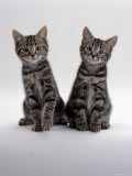 Domestic Cat, Two 8-Week Tabby Kittens, Male and Female