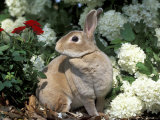 Pet Domestic Mini Rex Rabbit Amongst Hydrangea Flowers