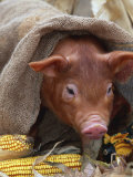 Domestic Pig in Sack, Mixed Breed, USA