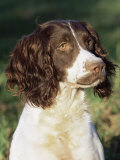 English Springer Spaniel Dog, USA