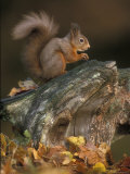 Red Squirrel, Autumn, Cairngorms National Park, Scotland