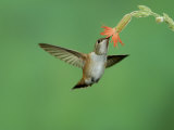 Rufous Hummingbird, Immature Feeding on Scarlet Gilia Paradise, Chiricahua Mountains, Arizona, USA