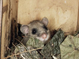 Fat Dormouse in Bird Nestbox, Switzerland
