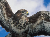 Buy Female Common Buzzard with Wings Outstretched, Scotland at AllPosters.com