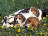 Beagle with Puppies in Grass