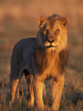 Male Lion Portrait in Evening Light, Etosha National Park, Namibia