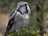 Northern Hawk Owl, Alaska, Us
