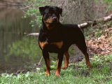 Rottweiler Dog in Woodland, USA