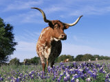 Texas Longhorn Cow, in Lupin Meadow, Texas, USA