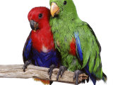 Young Eclectus Parrots, Female Left, Male Right, 12-Wks-Old