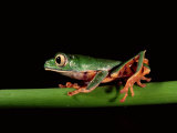 Monkey Frog, Amazon, Ecuador