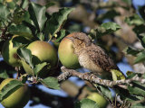 European Wryneck in Apple Tree, Switzerland