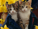 Domestic Cat, Two Tabby-Tortoiseshell-And-White Kittens in Blue Bag with Daffodils