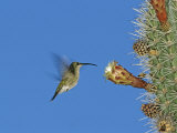Female Antillean Mango, Feeding on Cactus Blossom, Bosque Estatal De Guanica, Puerto Rico