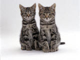 Domestic Cat, Two 8-Week Tabby Kittens, Male and Female