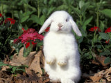 Buy Pet Domestic Holland Lop Eared Rabbit at AllPosters.com