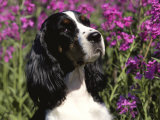 English Springer Spaniel Dog, USA