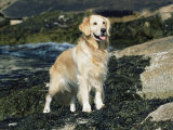 Golden Retriever Dog on Coast, Maine, USA