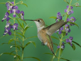 Rufous Hummingbird, Female Feeding on Purple Angelonia Paradise, Chiricahua Mountains, Arizona, USA