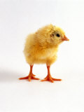 Yellow Chick