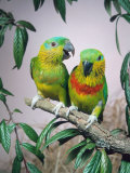 Salvadori's Fig Parrots, Pair (Psittaculirostris Salvadorii)