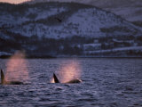 Killer Whales Spouting, Tysfjord, Norway