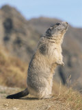 Alpine Marmot Calling, Switzerland