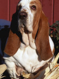 Bassett Hound Portrait Canis Familiaris}