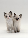 Domestic Cat, 8-Week, Brother and Sister, Ragdoll Cross with Birman