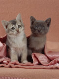 Domestic Cat, Blue Ticked Tabby and Burmese Kittens Under Pink Blanket, Bedroom
