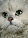 Domestic Cat, Chinchilla Persian Close up of Face