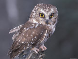 Northern Saw-Whet Owl, Alaska, Us