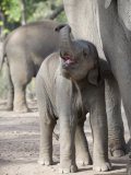 Baby Indian Elephant, Will be Trained to Carry Tourists, Bandhavgarh National Park, India