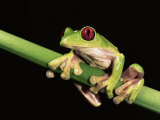 Maroon Eyed Leaf Frog, Esmeraldas, Ecuador