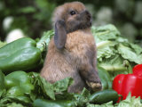 Holland Lop Domestic Rabbit