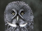 Great Grey Owl Portrait, Alaska, USA